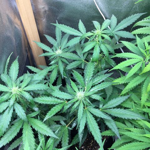 Strawberry Cheesecake Auto growlog timeline photo