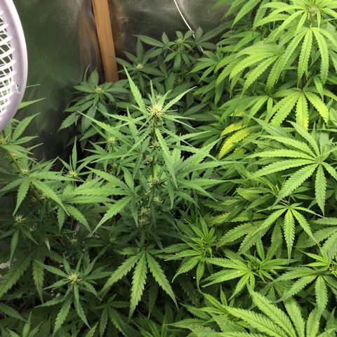 Strawberry Cheesecake Auto growlog timeline photo