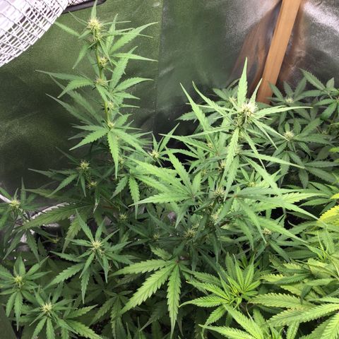 Strawberry Cheesecake Auto growlog timeline photo