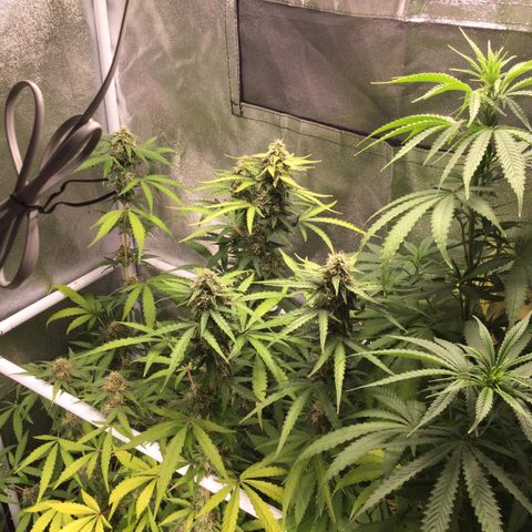 White Widow Auto growlog timeline photo