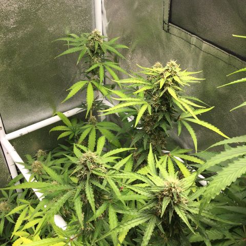 White Widow Auto growlog timeline photo