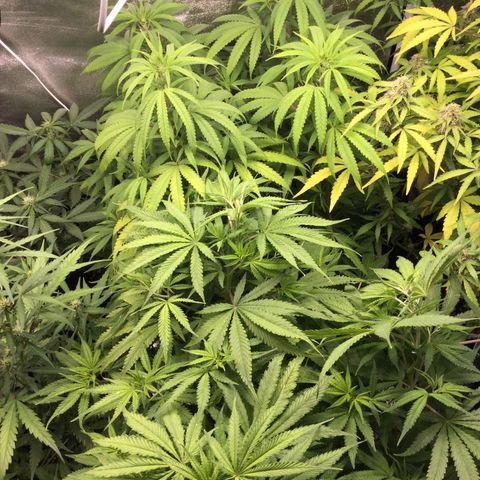 White Widow Auto growlog timeline photo