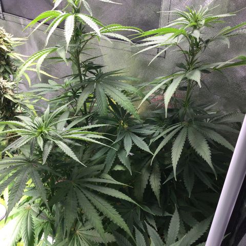 White Widow Auto growlog timeline photo