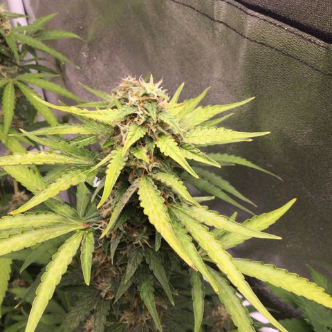 White Widow Auto growlog timeline photo