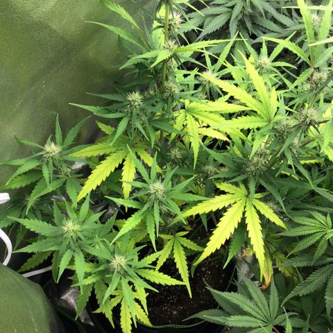 Strawberry Cheesecake Auto growlog timeline photo