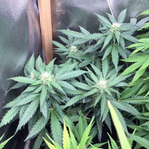 Strawberry Cheesecake Auto growlog timeline photo