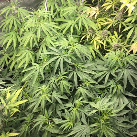 White Widow Auto growlog timeline photo