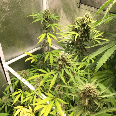 White Widow Auto growlog timeline photo