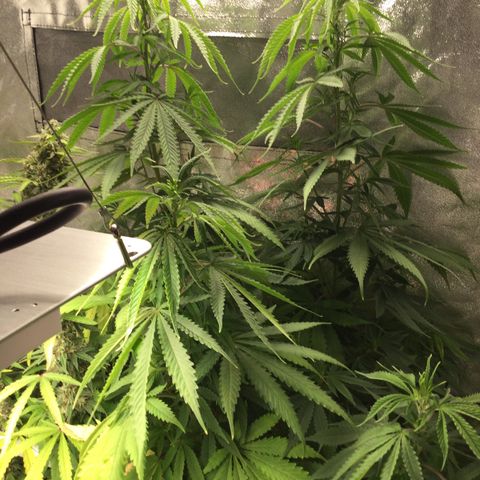 White Widow Auto growlog timeline photo