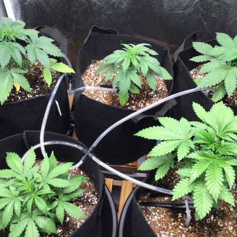 Girl Scout Cookies Auto growlog timeline photo