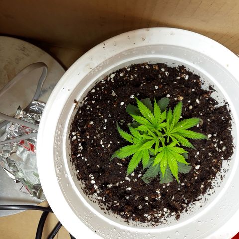 Kush n Cookies cbd 11 growlog photo