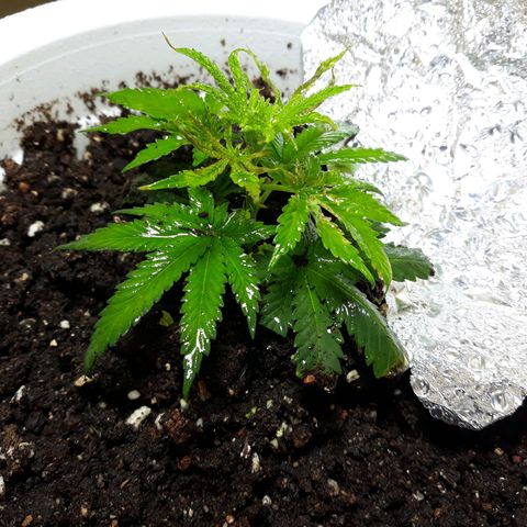 Kush n Cookies cbd 11 growlog photo