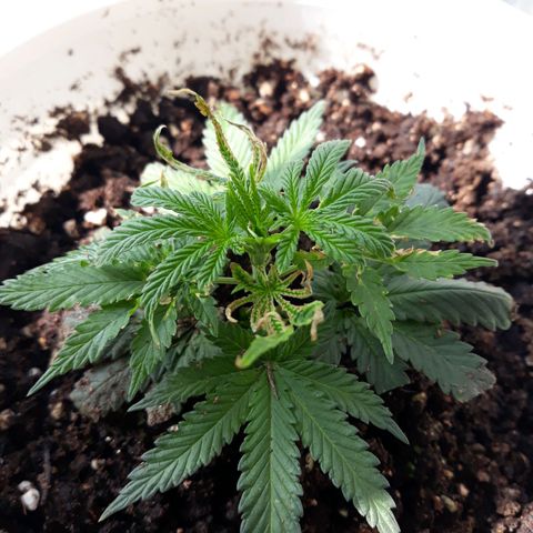 Kush n Cookies cbd 11 growlog photo
