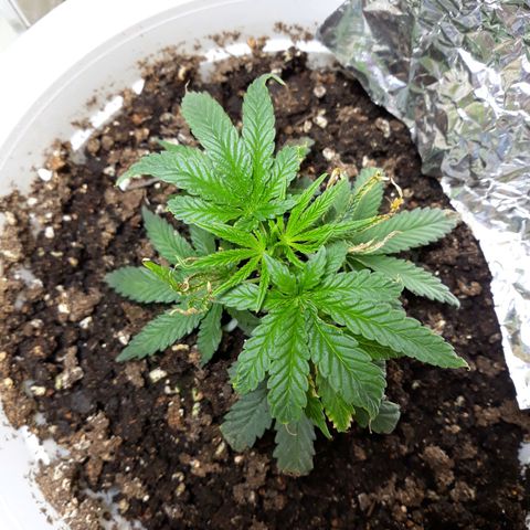 Kush n Cookies cbd 11 growlog photo