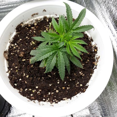 Kush n Cookies cbd 11 growlog timeline photo