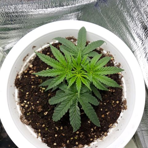 Kush n Cookies cbd 11 growlog timeline photo