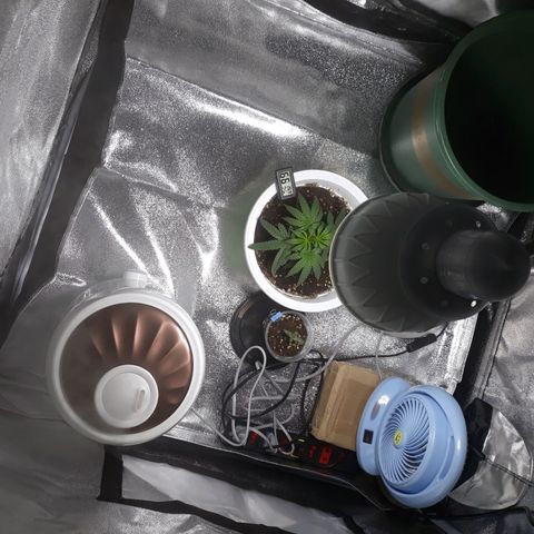 Kush n Cookies cbd 11 growlog timeline photo