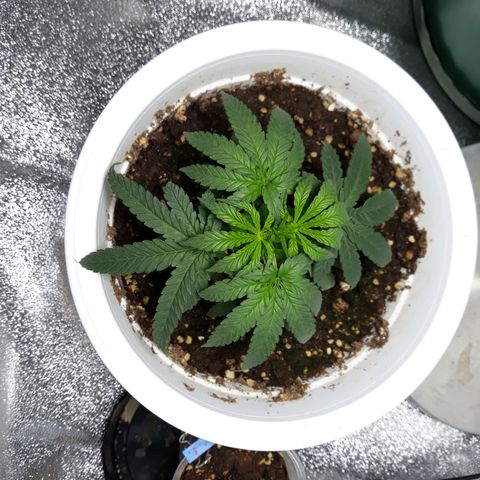 Kush n Cookies cbd 11 growlog timeline photo