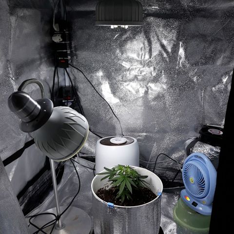 Kush n Cookies cbd 11 growlog timeline photo