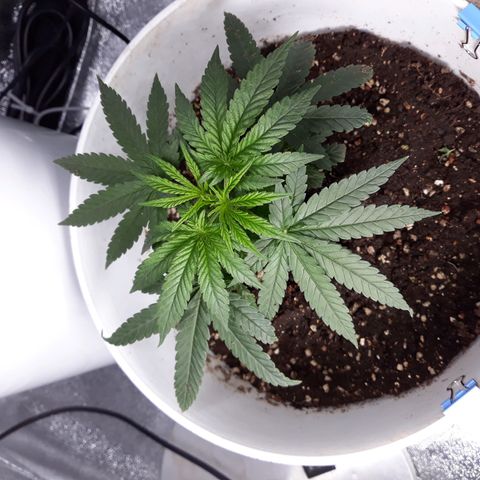 Kush n Cookies cbd 11 growlog timeline photo