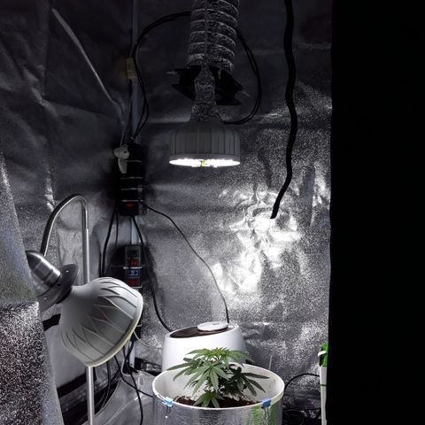 Kush n Cookies cbd 11 growlog timeline photo