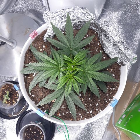 Kush n Cookies cbd 11 growlog photo: Thêm đất