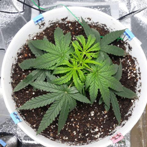 Kush n Cookies cbd 11 growlog timeline photo