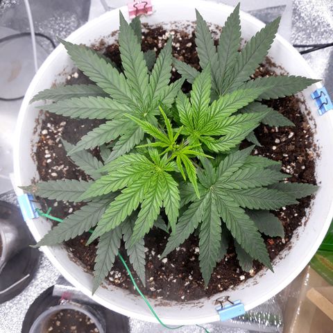 Kush n Cookies cbd 11 growlog timeline photo
