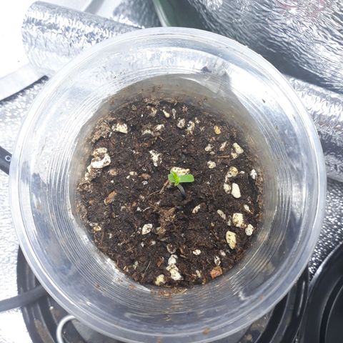 Special Kush #1 growlog timeline photo