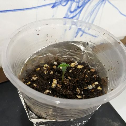 Special Kush #1 growlog timeline photo