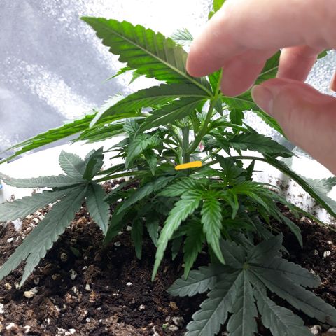 Kush n Cookies cbd 11 growlog timeline photo