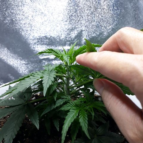 Kush n Cookies cbd 11 growlog timeline photo