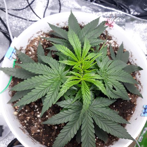 Kush n Cookies cbd 11 growlog timeline photo