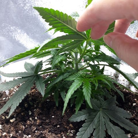 Kush n Cookies cbd 11 growlog timeline photo
