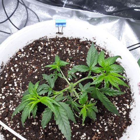 Kush n Cookies cbd 11 growlog timeline photo