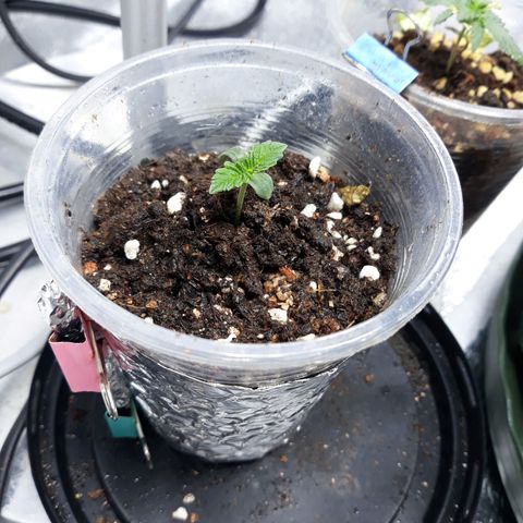 Special Kush #1 growlog timeline photo