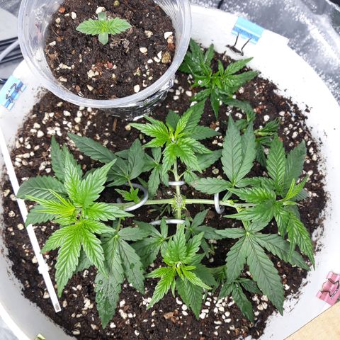 Kush n Cookies cbd 11 growlog timeline photo