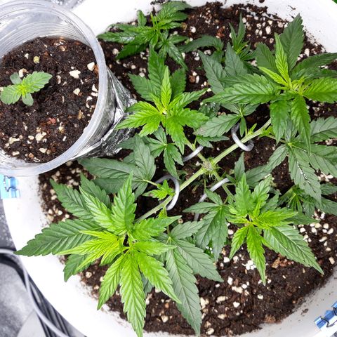 Kush n Cookies cbd 11 growlog timeline photo