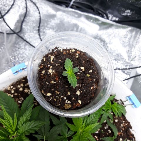 Special Kush #1 growlog timeline photo