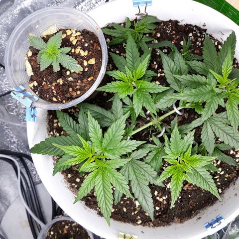 Kush n Cookies cbd 11 growlog timeline photo