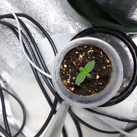 Special Kush #1 growlog timeline photo