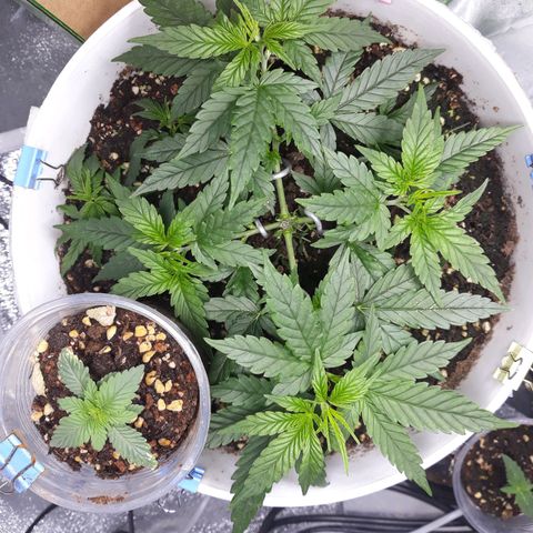 Kush n Cookies cbd 11 growlog timeline photo