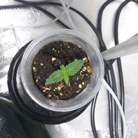 Special Kush #1 growlog timeline photo
