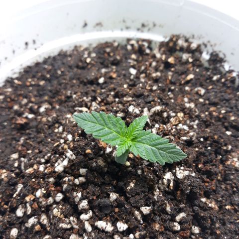 Special Kush #1 growlog photo: Thay chậu to