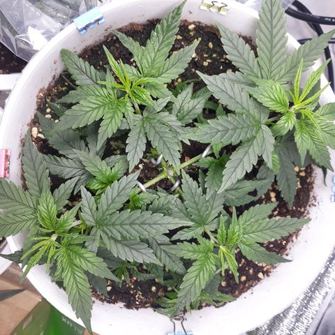 Kush n Cookies cbd 11 growlog timeline photo