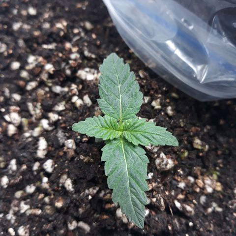 Special Kush #1 growlog timeline photo