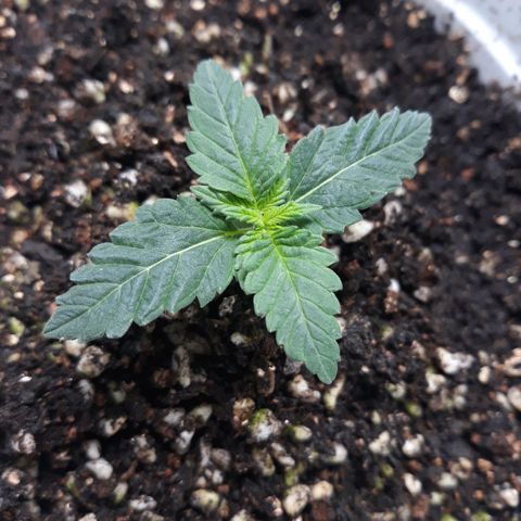 Special Kush #1 growlog timeline photo