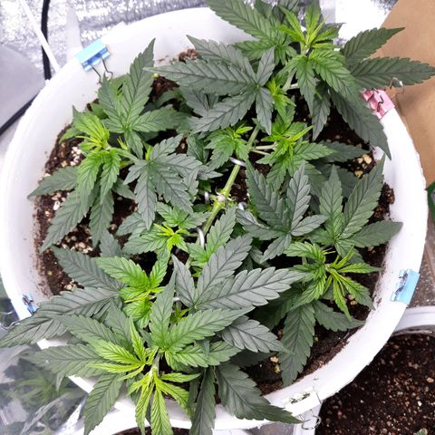 Kush n Cookies cbd 11 growlog timeline photo