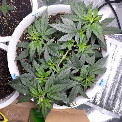 Kush n Cookies cbd 11 growlog timeline photo