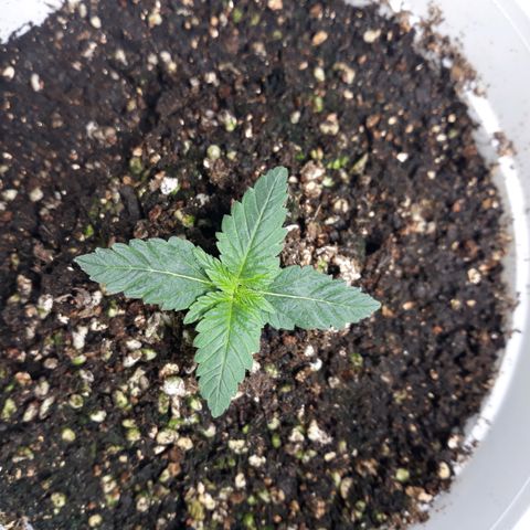 Special Kush #1 growlog timeline photo